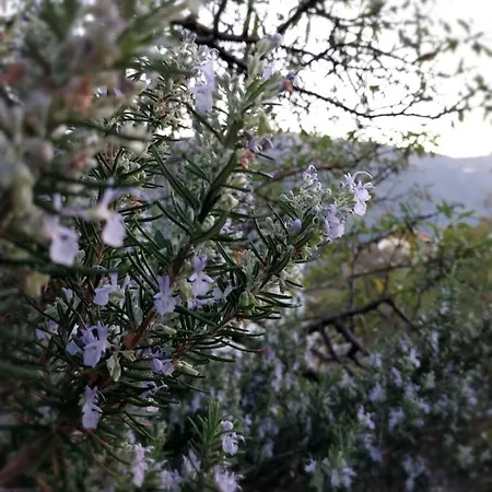 Xenia's Traditional House *